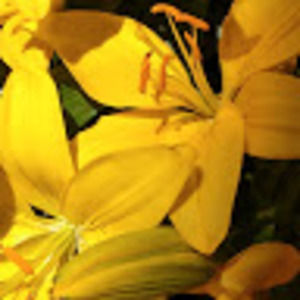 Meet your Posher, Flowers and music